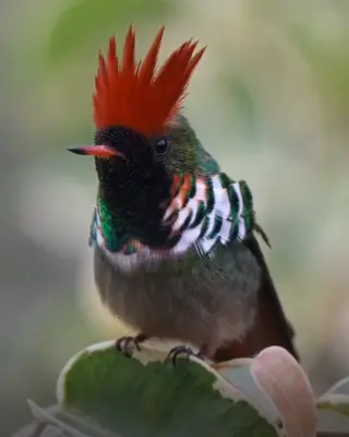 birds_perfection Tufted coquette By: @ferarrigophoto